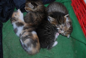 Babies2