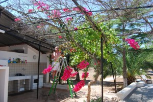 Bougainville