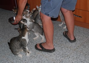 Hungry cats