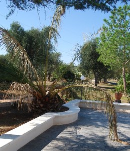 Palmboom