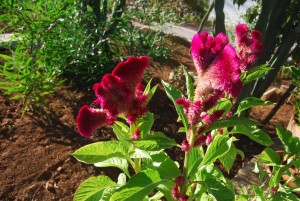 Celosia christata